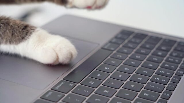 Cat working on computer from home. Funny video with cat paws typing, texting or pressing buttons on a laptop keyboard and using touchpad