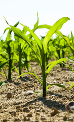 a sunlit agricultural field with green sweet corn