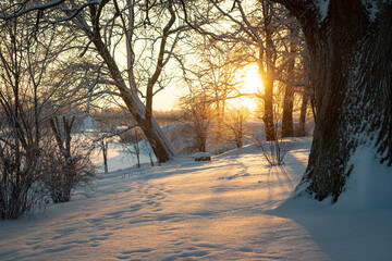 long shadows of trees in golden morning sunrise, very cold winter morning with clear sky and strong sunlight, sunrise over river in February in Latvia, Northern Europe. Big oak trunk in front right 