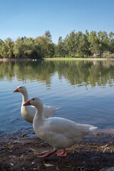 Obraz premium patos en 