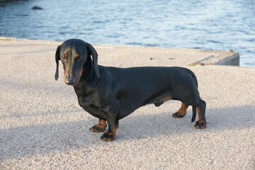 Black and tan dachshund at navy pier on sunny day