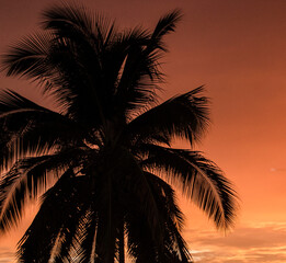 Palmera atardecer