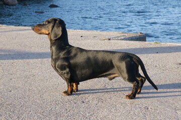 Black and tan dachshund at navy pier on sunny day