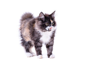 Kuril bobtail kitty white background isolated. Multi-colored little kitten of breed Bobtel isolated white background.