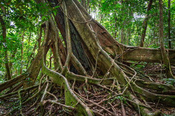 Trees in the jungle of Daintree National Park in Queensland, Australia