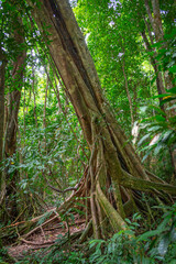 Trees in the jungle of Daintree National Park in Queensland, Australia