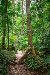 Fototapeta premium Trees in the jungle of Daintree National Park in Queensland, Australia