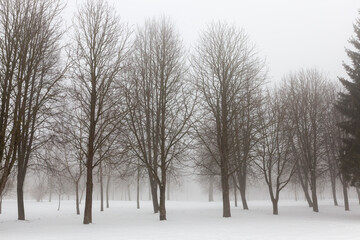 Fototapeta na wymiar winter fogs and trees and other plants