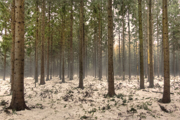 End of winter, change of seasons: in the forest, fog hangs over the melting snow