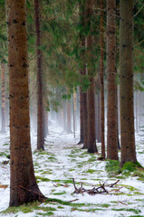 End of winter, change of seasons: in the forest, fog hangs over the melting snow