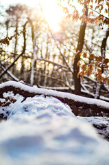 Fototapeta premium sunset in the forest