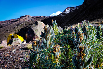 Flora from the Piedra Grande base camp on the Citlaltépetl volcano in Mexico