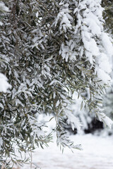 The tree branches of olive tree under the snow in winter. Athens, Greece. Winter 2021