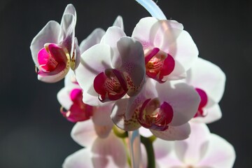 Fototapeta na wymiar blühende Orchidee in rot und weiss