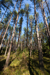 mixed forest in the autumn season