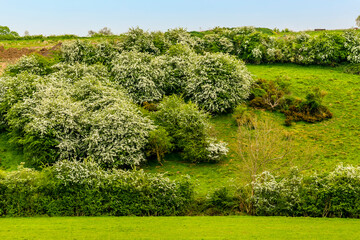 A view of May blossom on a hillside close to the village of Gumley near Market Harborough, UK in springtime