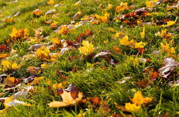 changing the color of maple in the autumn season