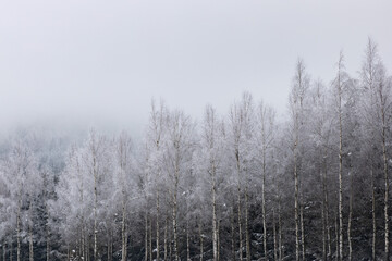 Fototapeta na wymiar Zimowy las
