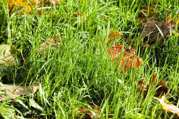 green grass in the autumn season,