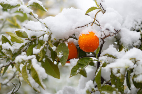 Oranges under the snow. Athens, Greece, winter 2021