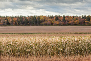 Canada, Prince Edward Island, Sea View. Corn field in autumn.