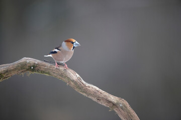 Fototapeta premium Gros-bec cassenoyaux Coccothraustes coccothraustes in a snowy atmosphere
