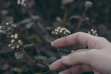 hand holding a flower