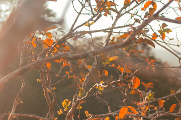 autumn leaves in the sun set