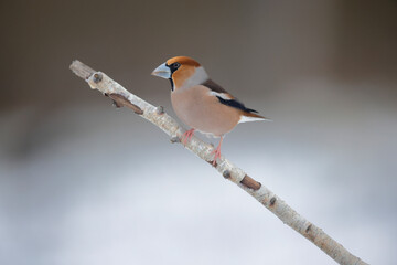 Gros-bec cassenoyaux Coccothraustes coccothraustes in a snowy  atmosphere