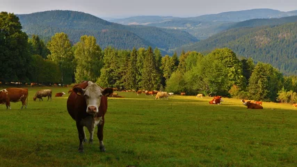 Gordijnen Tsjechië A staring cow and the herd in the meadow in mountains of national park Sumava, Czech republic  © Czech Made Photo