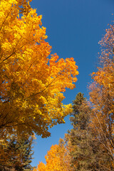 Canada, Prince Edward Island, Tyne Valley autumn foliage.