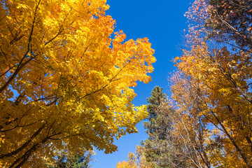Canada, Prince Edward Island, Tyne Valley autumn foliage.