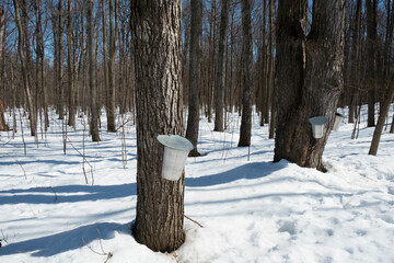 Forest with trees with buckets for maple sugar sap collection, Morgan Arboretum on Montreal Island,...