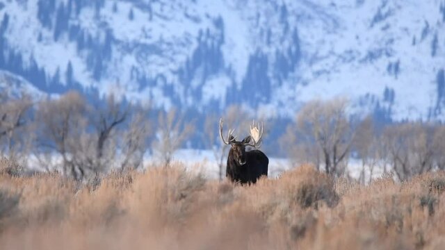 Large bull moose in the sage brush in front of the tetons in Teton National Park Wyoming
