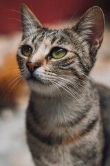 portrait of a cat