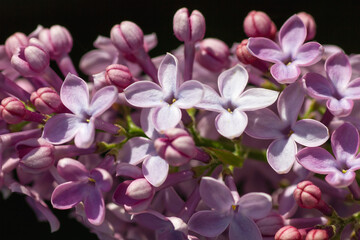 Lilac flowers close up