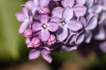 Fototapeta na wymiar Lilac flowers close up