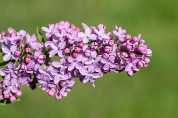 Fototapeta premium Lilac flowers close up