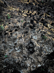 Animal footprints