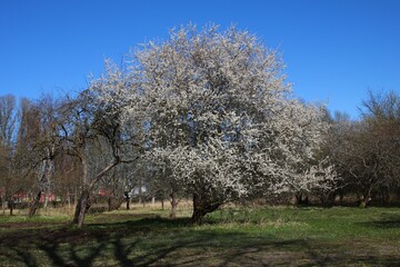 Obraz premium Blossoming Prunus padus tree with white flowers in the middle of spring