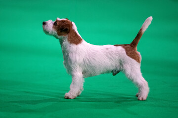 Jack Russell Terrier