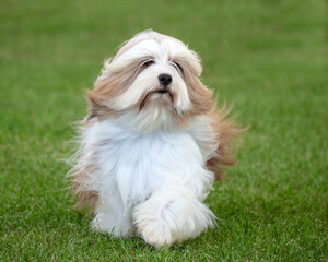 Tibetan Terrier