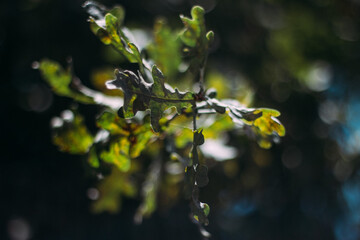 water drops on a branch of a tree
