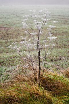 Icing On The Stem And Seeds Of A Plant Outside By A Field.