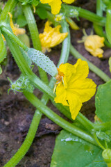 Cucumber embryo with a yellow flower on a branch