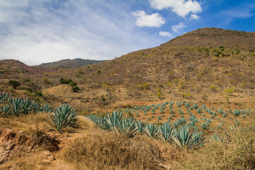 Landscape with maguey