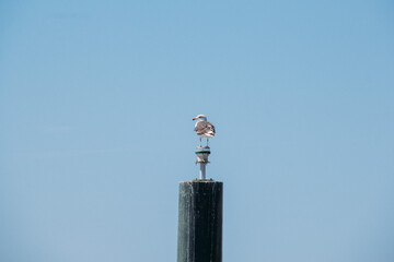 bird in tower