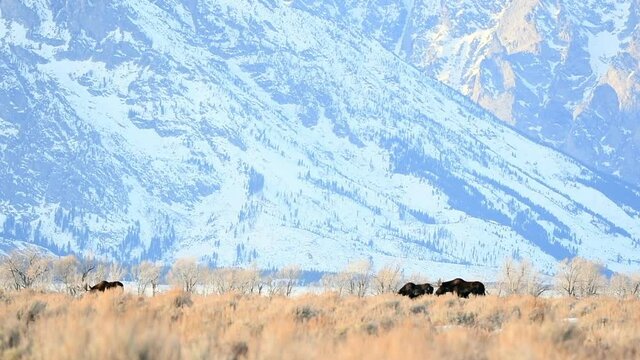 moose in the sage brush in front of the tetons in Teton National Park Wyoming