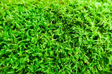 Natural background. Green moss texture close-up with shallow depth of field. Sunlight.
