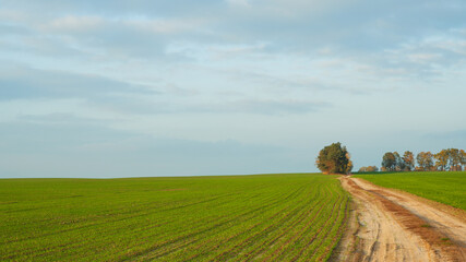 Natural background. Scenery. A green field of cereals, a dirt road and trees on the horizon against a sky covered with clouds.